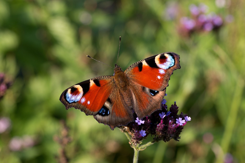 sint Annabos polderbos annapolder natuurgebied natuurmonumenten hdr rockanje voorne putten bos wandelroute polder oostvoorne